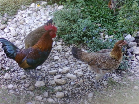 ไก่ป่าเขาชะเมา