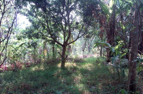 สวนลิ้นจี่