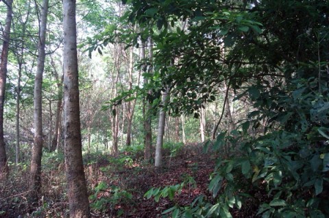 สวนไม้แดง