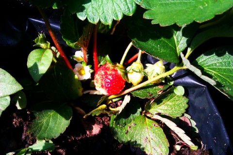 สตอเบอรี่ในหน้าร้อน