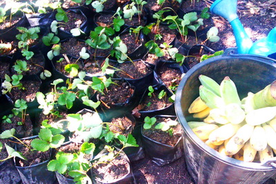 งานชำกล้า