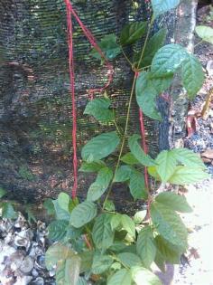 IMAG_0437 (Small)_0.jpg