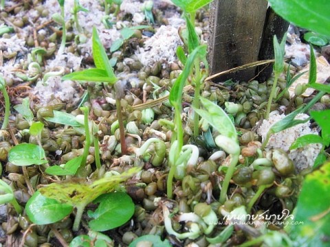 ถั่วงอก