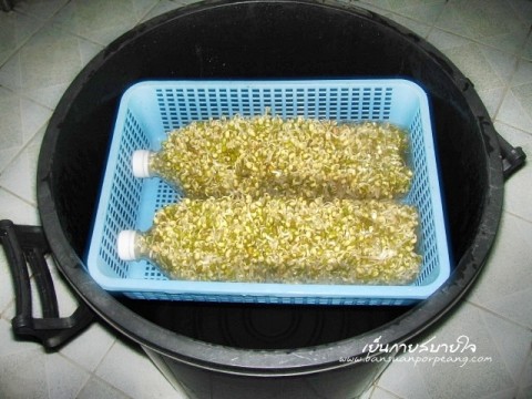 เพาะถั่วงอก