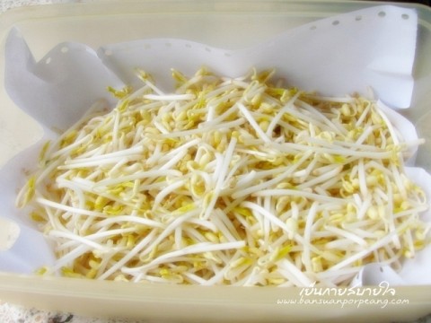 เก็บถั่วงอก