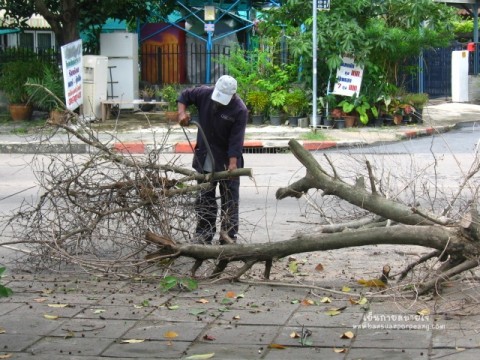 ตัดไม้