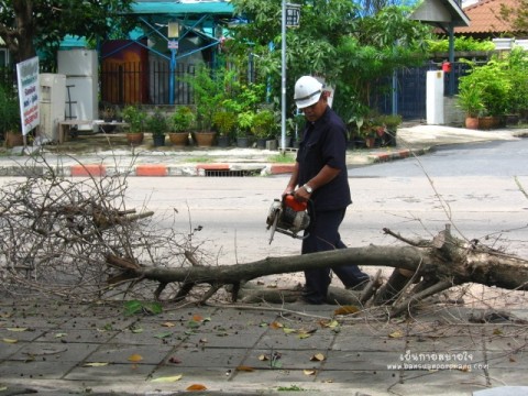 ตัดไม้