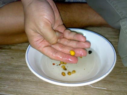 หลังจากรอกคราบ