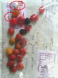 ยืนยันความสด