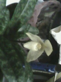 แถมรองเท้านารีเหลืองปราจีน