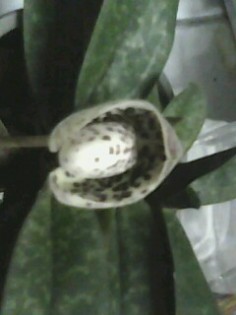 รองเท้านารีฝาหอย