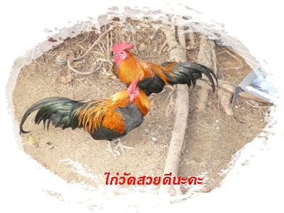 ไก่คู่