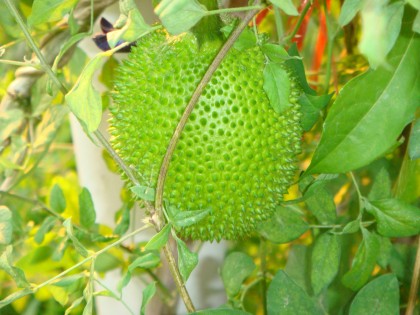 ฟักข้าว