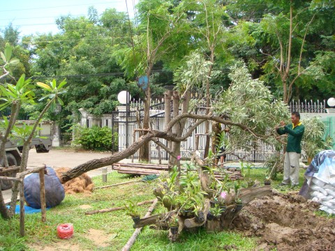 ต้นไม้